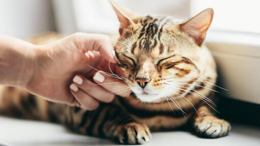 Cat Acne Symptoms Causes How to Treat It Purina
